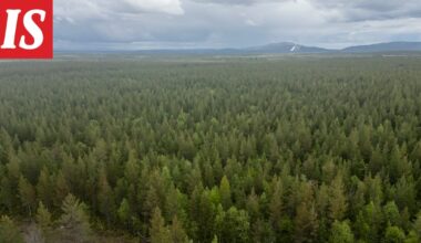 Moottorikelkkailija törmäsi hirveen Kittilässä – sitten hirvi iski