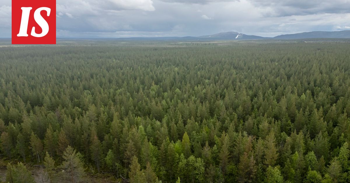 Moottorikelkkailija törmäsi hirveen Kittilässä – sitten hirvi iski