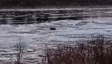 Pelastuslaitos sai erikoisen tehtävän Pyhäjoella – metsäkauris keskellä jokea jäälauttojen seassa | Pohjois-Pohjanmaa