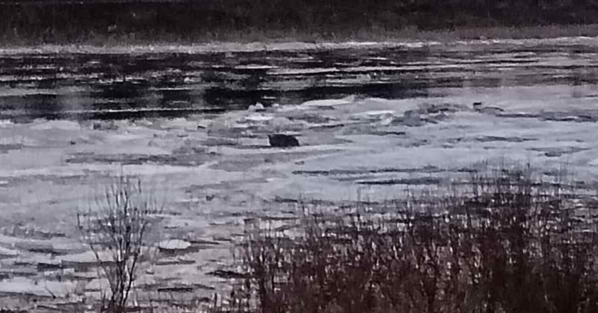 Pelastuslaitos sai erikoisen tehtävän Pyhäjoella – metsäkauris keskellä jokea jäälauttojen seassa | Pohjois-Pohjanmaa