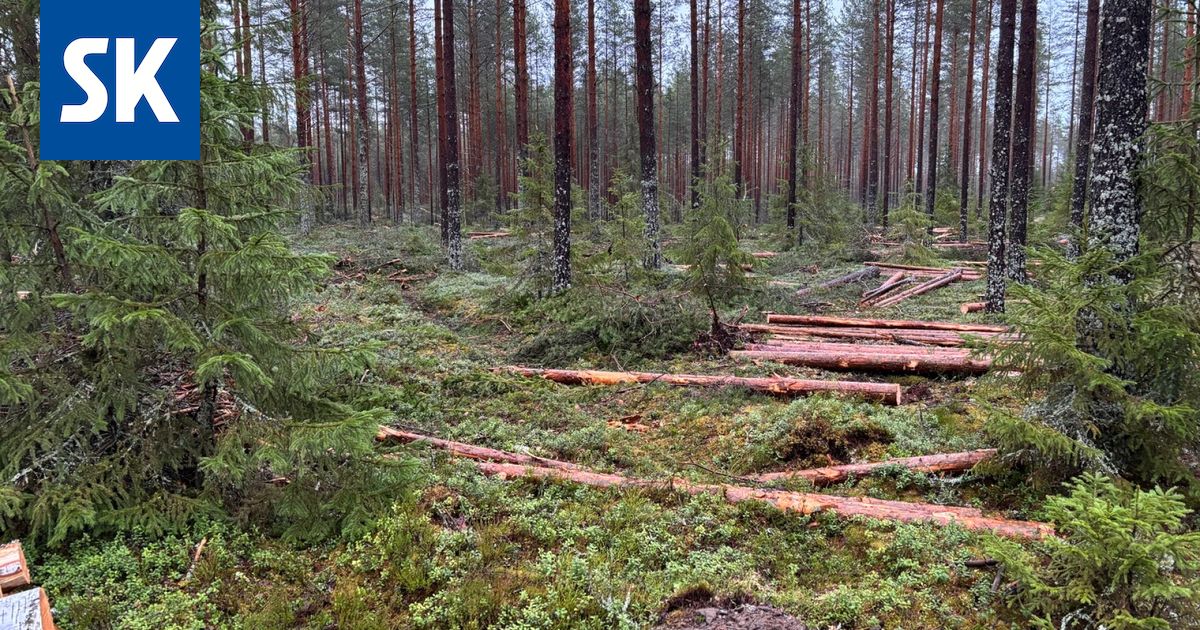 Suomen metsät ovatkin hiilinielu – Mutta se jopa vaikeuttaa EU:n tavoitteisiin pääsemistä