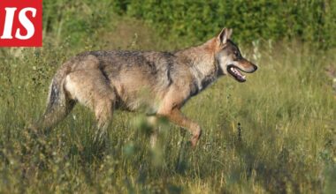 Suden metsästykselle vihreää valoa - Ilta-Sanomat