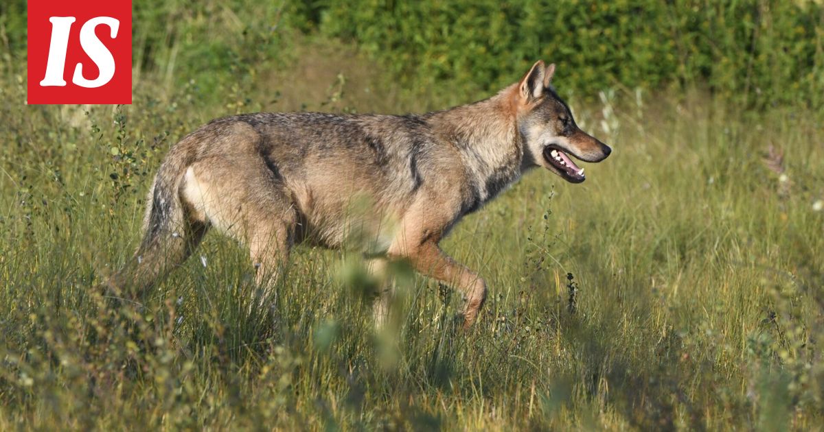 Suden metsästykselle vihreää valoa - Ilta-Sanomat