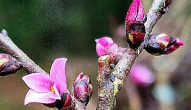 Puutiainen Velho-kissan turkissa ja lupiini täydessä kukassa – katso lukijoiden erikoiset luontohavainnot | Kotimaa
