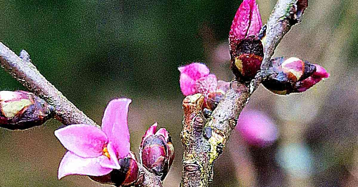 Puutiainen Velho-kissan turkissa ja lupiini täydessä kukassa – katso lukijoiden erikoiset luontohavainnot | Kotimaa