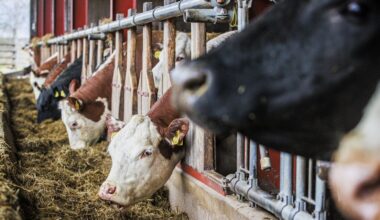 Nautatilojen taloutta horjuttava bakteeri kuriin – ETT uudistaa M. Bovis -ohjelmaansa - Maatalous