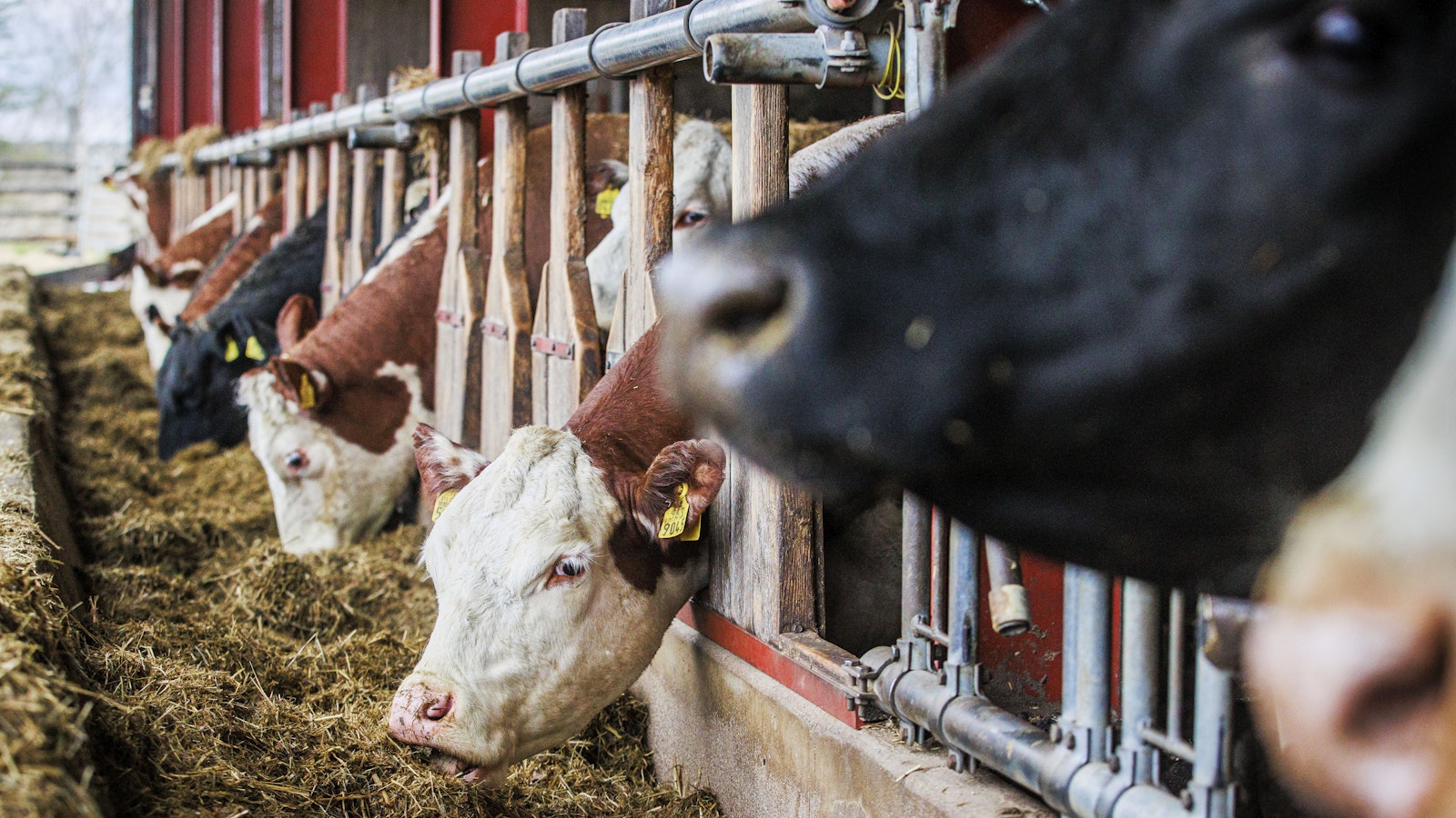 Nautatilojen taloutta horjuttava bakteeri kuriin – ETT uudistaa M. Bovis -ohjelmaansa - Maatalous