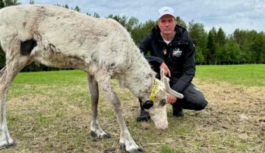 CNN uutisoi joulupukin porojen joutuvan suden suuhun Kuusamossa – syynä Venäjän sota Ukrainassa | Pohjois-Pohjanmaa