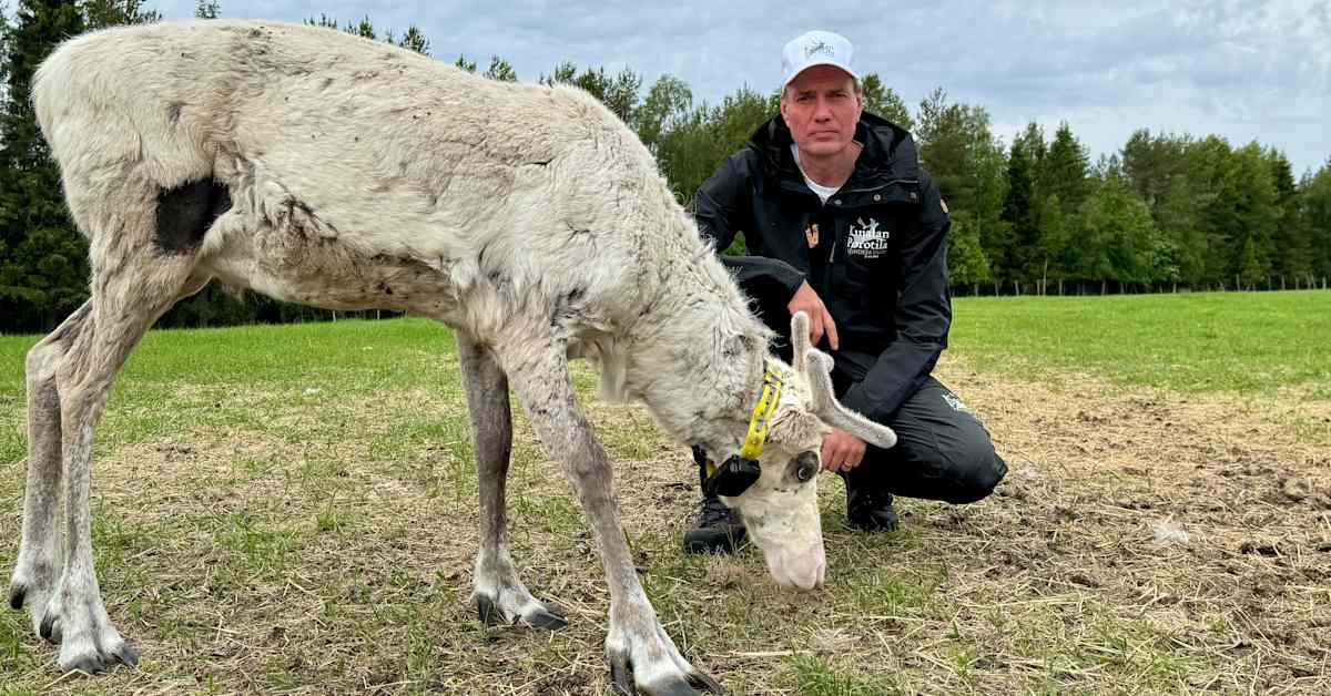 CNN uutisoi joulupukin porojen joutuvan suden suuhun Kuusamossa – syynä Venäjän sota Ukrainassa | Pohjois-Pohjanmaa