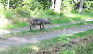 Lopella ammuttu eläin oli susi – epäselväksi jää yhteys syyskuiseen hyökkäykseen koiran ja tämän omistajan kimppuun | Kanta-Häme