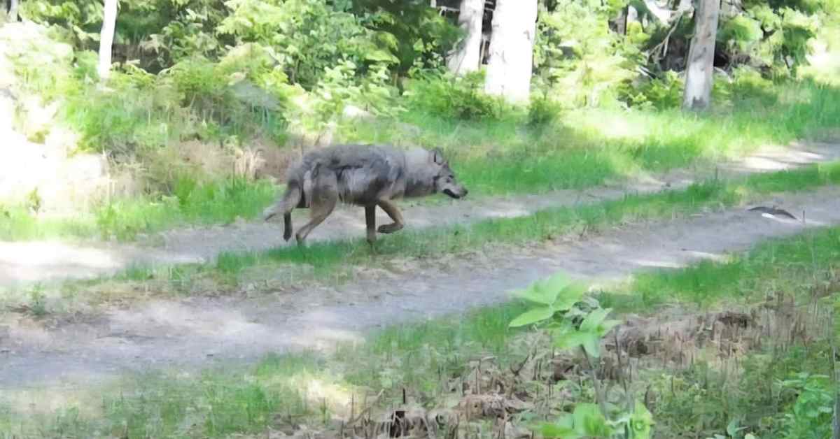 Lopella ammuttu eläin oli susi – epäselväksi jää yhteys syyskuiseen hyökkäykseen koiran ja tämän omistajan kimppuun | Kanta-Häme