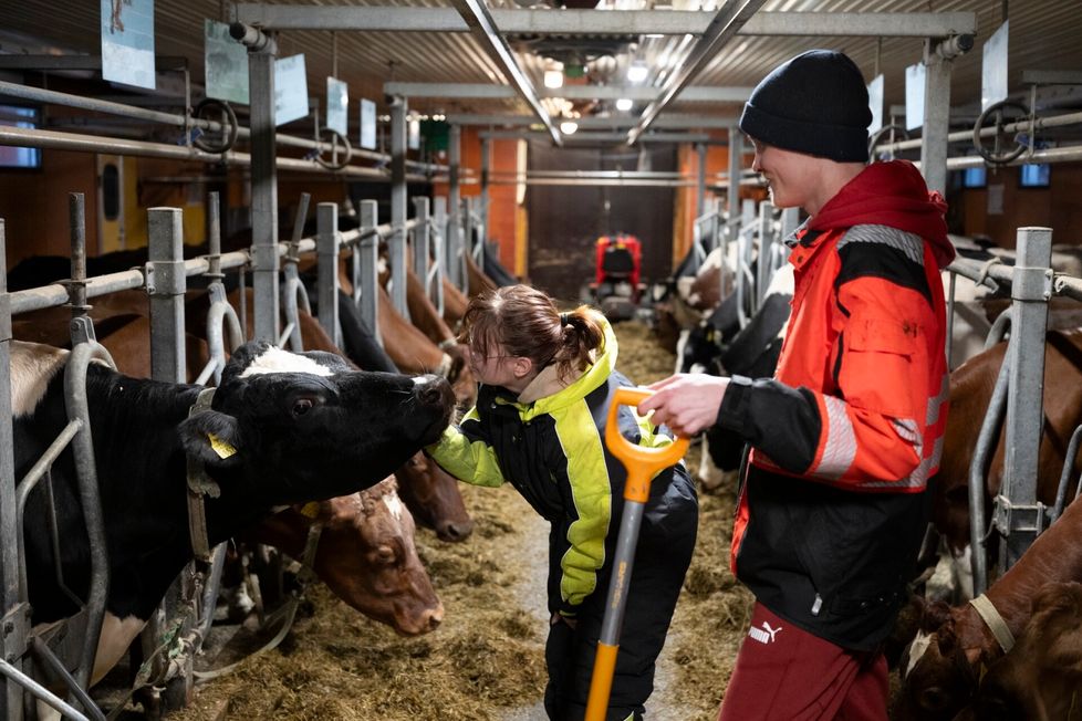Maajussin päivät navetalla alkavat kello 4.35. Tarjas heräilee samoihin aikoihin ainakin sen verran, että käy ruokkimassa kissat. – Jään yleensä kotiin ja teen kotihommia. Joskus saatan aamusta lähteä tilalle mukaan.