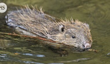 Puhelinpalvelu auttaa majavien kanssa kamppailevia sveitsiläisiä