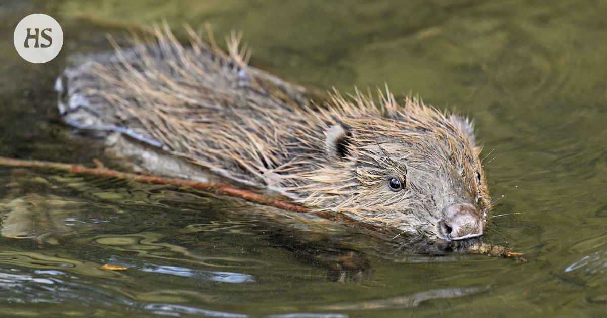 Puhelinpalvelu auttaa majavien kanssa kamppailevia sveitsiläisiä