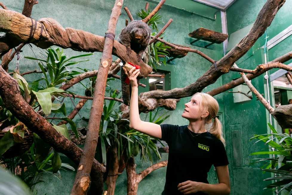 Uteliaat valkopääsakit saavat paperiin käärittyjä maissintähkiä. Herkuille persot valkopääsakit käyvät joskus varkaissa myös hoitajien taskuilla, jos siellä on syötävää, kertoo eläintenhoitaja Sanni Parkkinen.