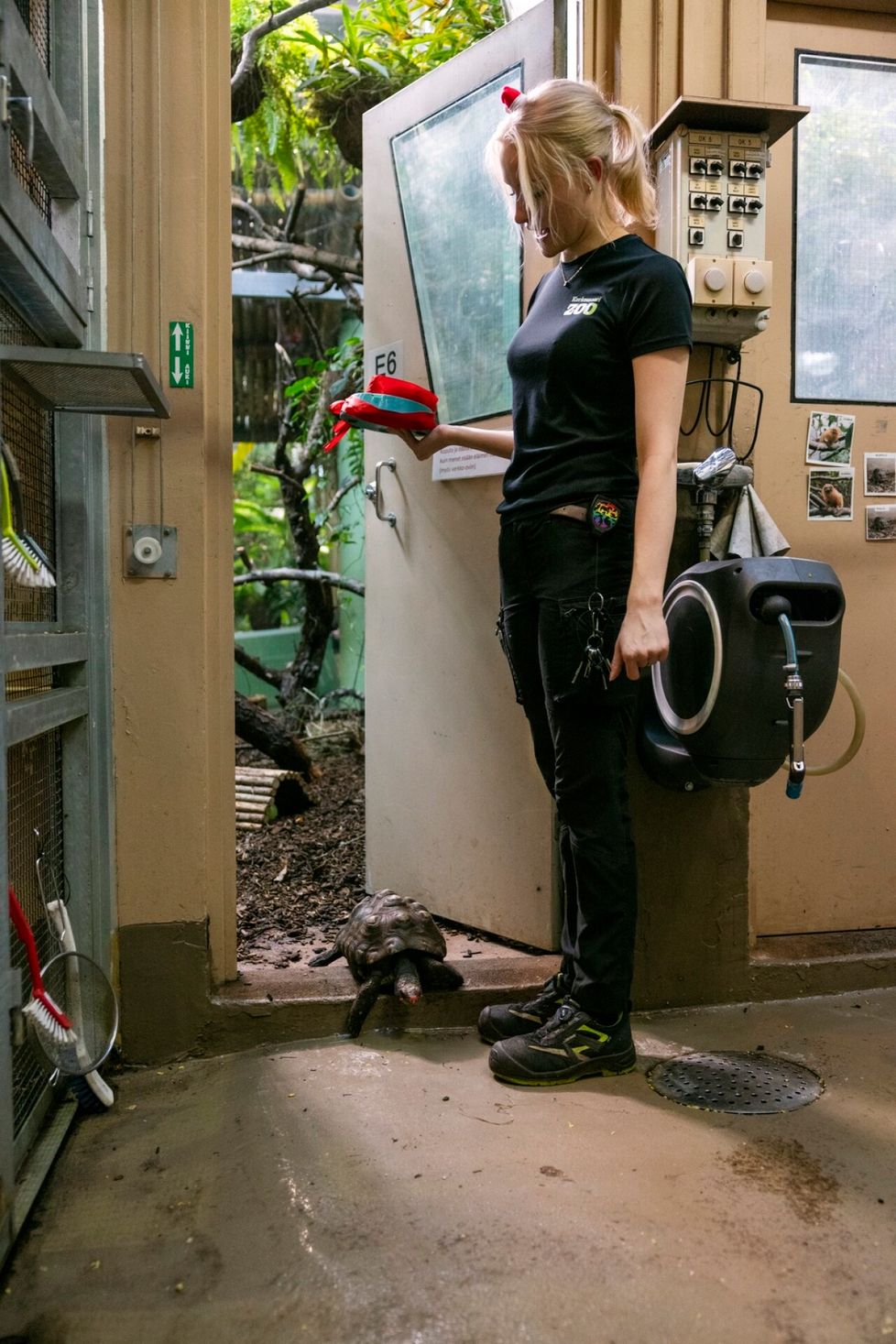 1970-luvulta saakka Korkeasaaressa asunut Lennart-kilpikonna lähti päivälenkille. Eläintenhoitaja Sanni Parkkinen avaa kilpikonnalle oven.