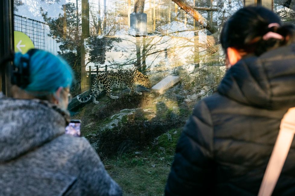 Hanna Levänen ja Vanessa Ruuskanen seuraavat, kuinka amurinleopardi vastaanottaa joululahjansa.