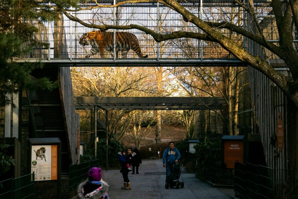 Talvikaudella kissaeläimet viihtyvät hyvin ulkona – kunhan ei sada vettä. Tiikerien uusi silta, ”catwalk”, on ollut suosittu.