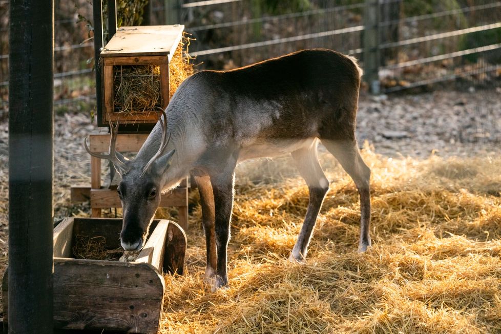 Metsäpeuralauma sai tänä vuonna täydennystä Ähtäristä. Eräs tulokkaista on lajinsa geneettisesti arvokkaimpia yksilöitä, Korkeasaaresta kerrotaan.