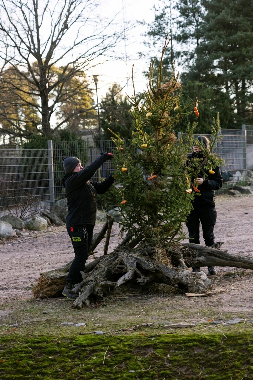 Korkeasaaren työntekijät koristelevan kamelien joulukuusta porkkanan- ja omenanpaloilla.