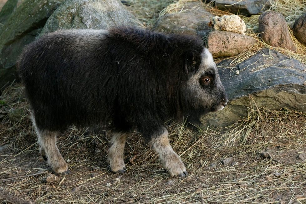 Myskihärkien Routa-kili on tämän vuoden eläinvauvoja. Routa oli kiinnostuneempi kivillä hyppimisestä kuin joulukuusiin sidotuista porkkanoista.