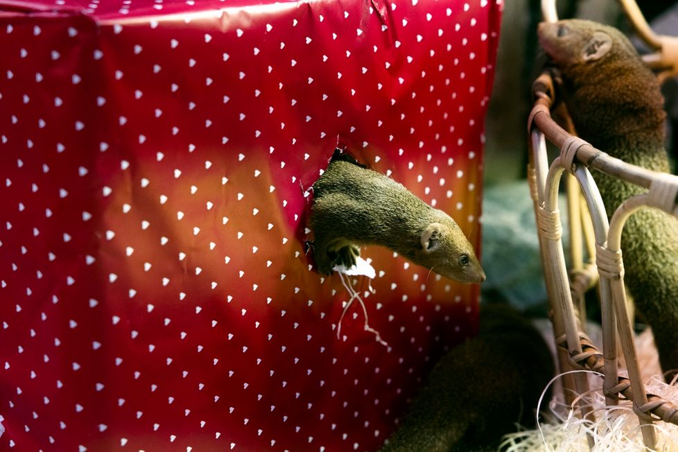 Korkeasaaressa asuu 16 pikkumangustia. Hyönteiset ovat niiden herkkua, toisinaan ne nirsoilevat kissanruoan ja kasvisten kanssa.