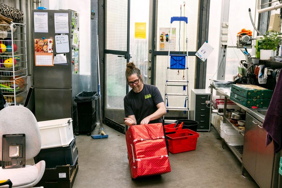 Pekka Jääskeläinen virittelee mangustien lahjapakkausta, jonka sisällä on jättijauhomatoja. Jääskeläinen vitsailee, ettei pakkaustyyli aivan muistuta japanilaisten pakkaustaidetta.