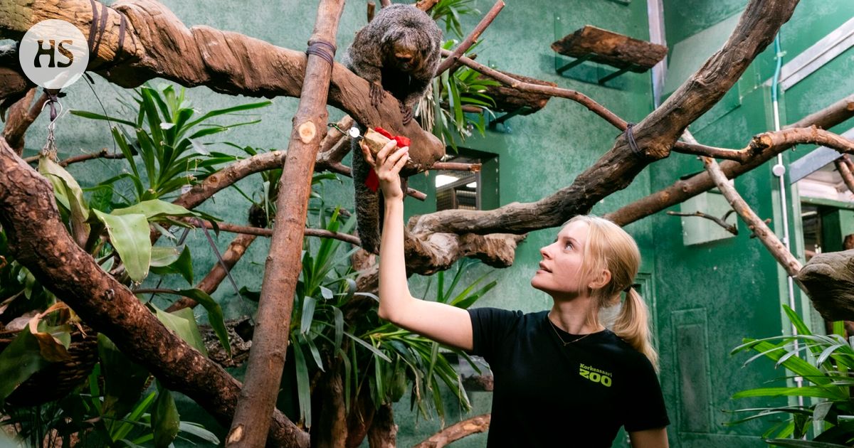 Kurkistimme, miten joulua vietetään Korkeasaaressa