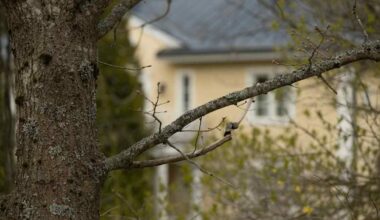 Poliisi epäilee: Luottamuksen menetys liikeasioissa johti murhaan Espoossa | Uusimaa