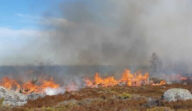 Merenkurkussa näkyy tänään savua – Valassaarilla kulotetaan nummea, jotta luonto ei metsittyisi | Pohjanmaa