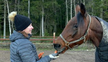 ”Olen hirveän onnellinen, että se on täällä” – huippuori Going Kronos sai eläkekodin menestyskasvattajalta - MT Hevoset