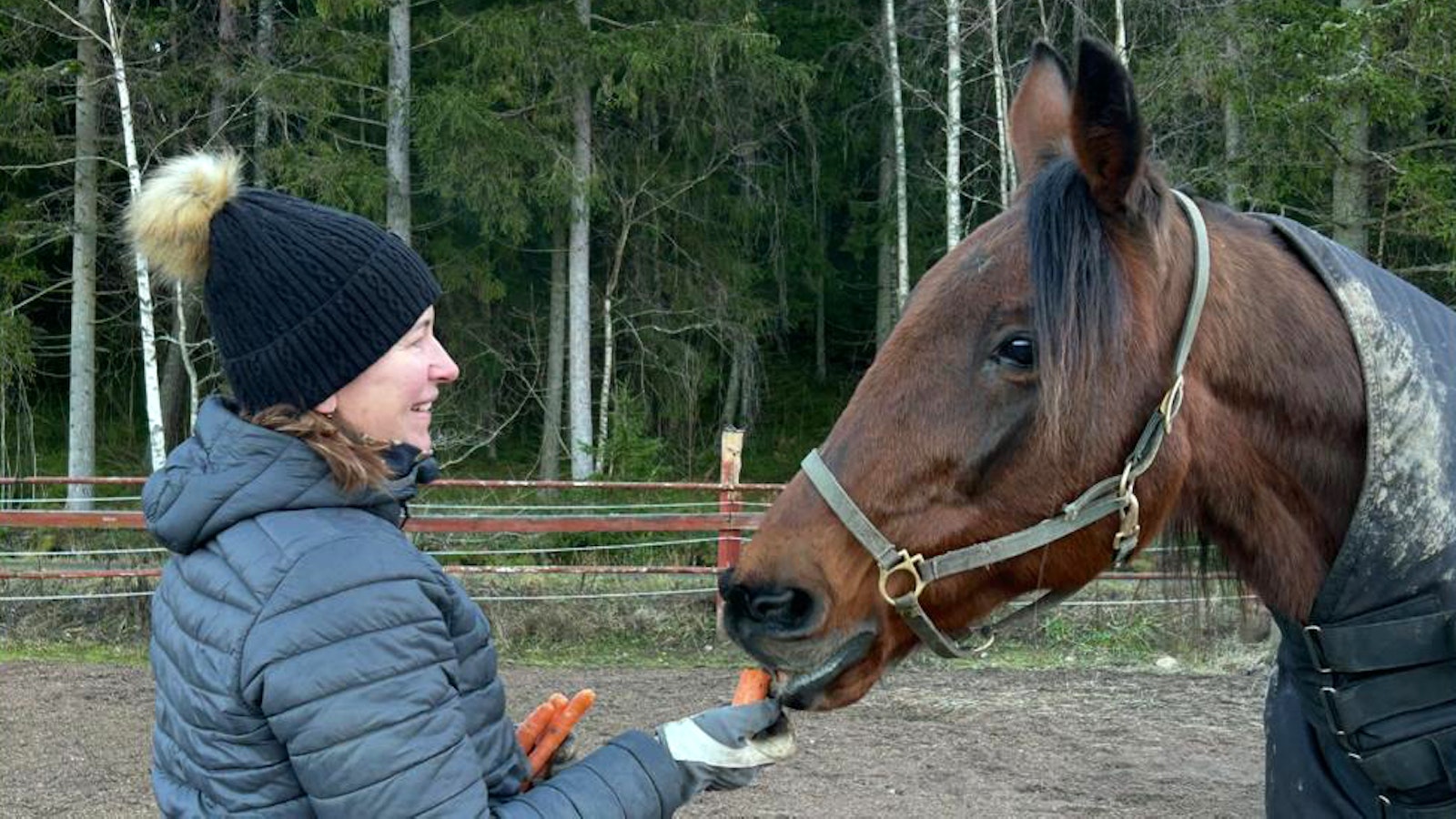 ”Olen hirveän onnellinen, että se on täällä” – huippuori Going Kronos sai eläkekodin menestyskasvattajalta - MT Hevoset