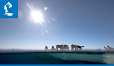 Itäisessä Islannissa mitattiin miltei parikymmentä lämpöastetta jouluaattona