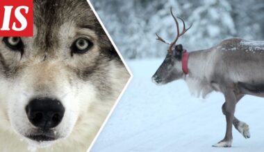 CNN: Venäläissudet ahmivat Suomi-poroja – Venäjällä kuppi täysin nurin - Ilta-Sanomat