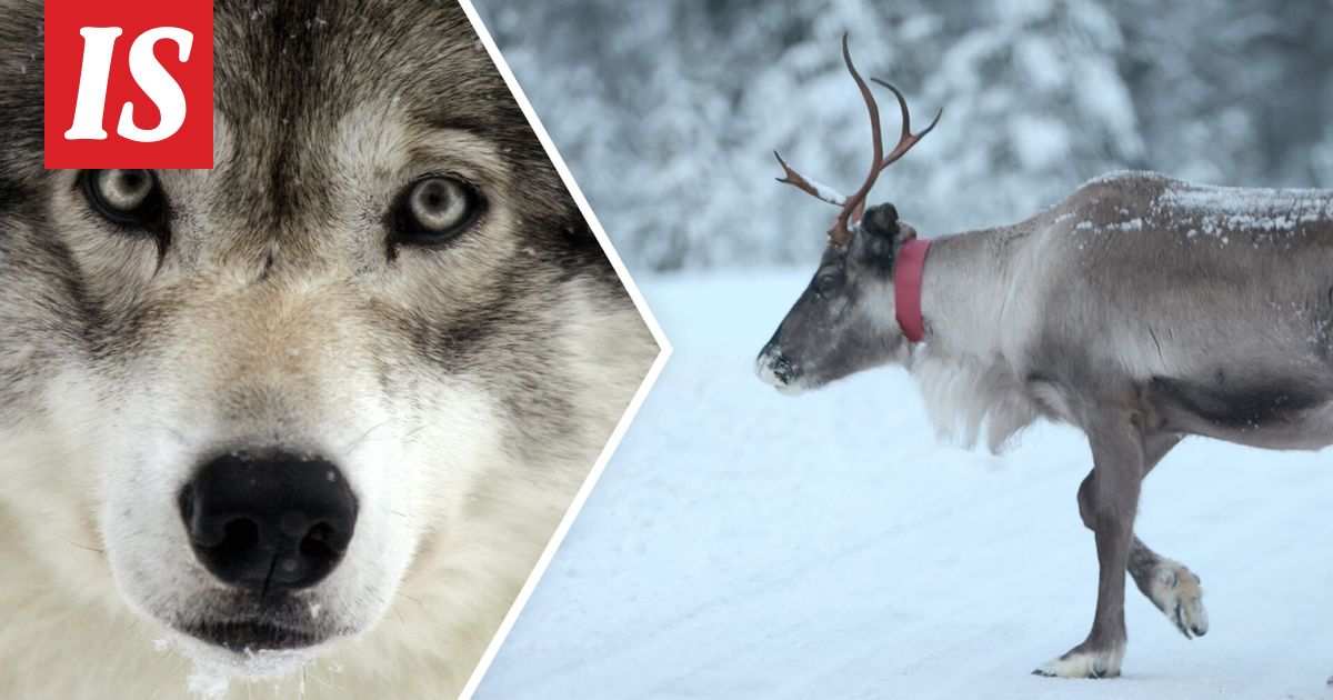 CNN: Venäläissudet ahmivat Suomi-poroja – Venäjällä kuppi täysin nurin - Ilta-Sanomat