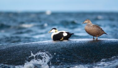 Itämerellä haahka elää mikromuovin kyllästämillä simpukoilla - Koti