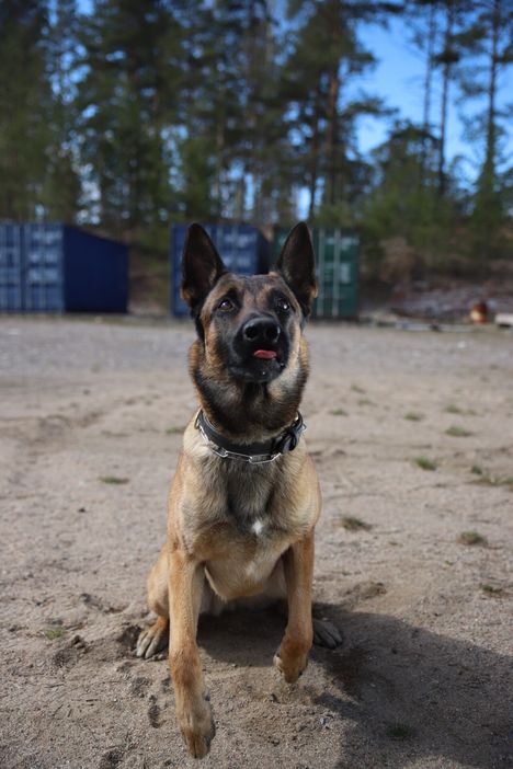 Into-koira on ollut urallaan monessa mukana.