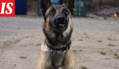 Into-koira löysi vanhuksen Heinolassa - Ilta-Sanomat