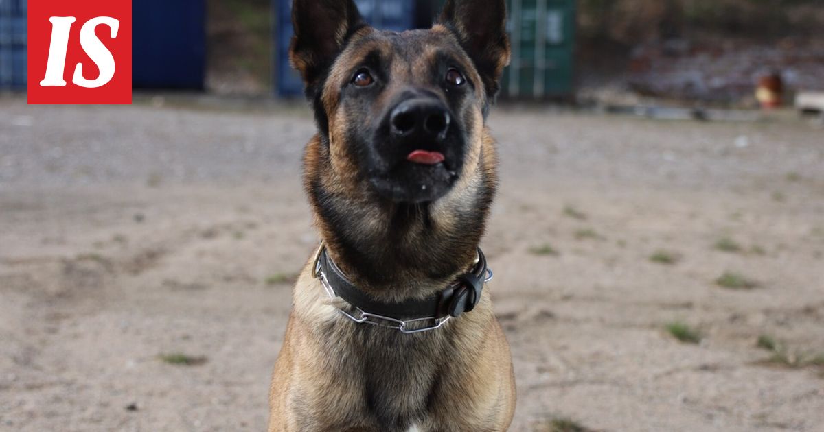 Into-koira löysi vanhuksen Heinolassa - Ilta-Sanomat