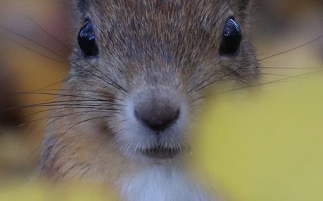 Aki Salokatve muistelee: ”Yksi mieluisimpia joulumuistojani on, kun katsoimme tyttäreni kanssa Disneyn piirrettyjä. Niissä Aku muun muassa jahtasi joulukuuseen piiloutuneita pikkuoravia. Huonostihan siinä kohelluksessa kuuselle kävi. Filmin päätteeksi kuunneltiin tietysti vielä Saukin pikkuoravia. Kumpikohan tässä passikuvassa poseeraa, Tiku vai Taku?”