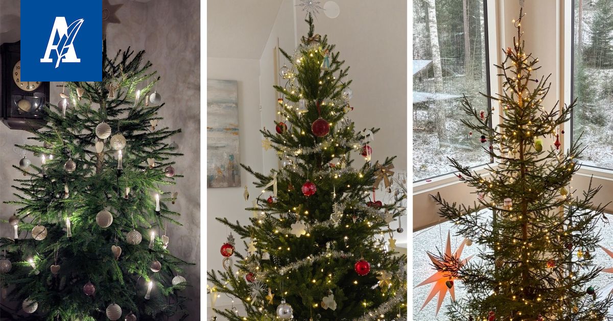 Tässä on Pirkanmaan komein kuusi