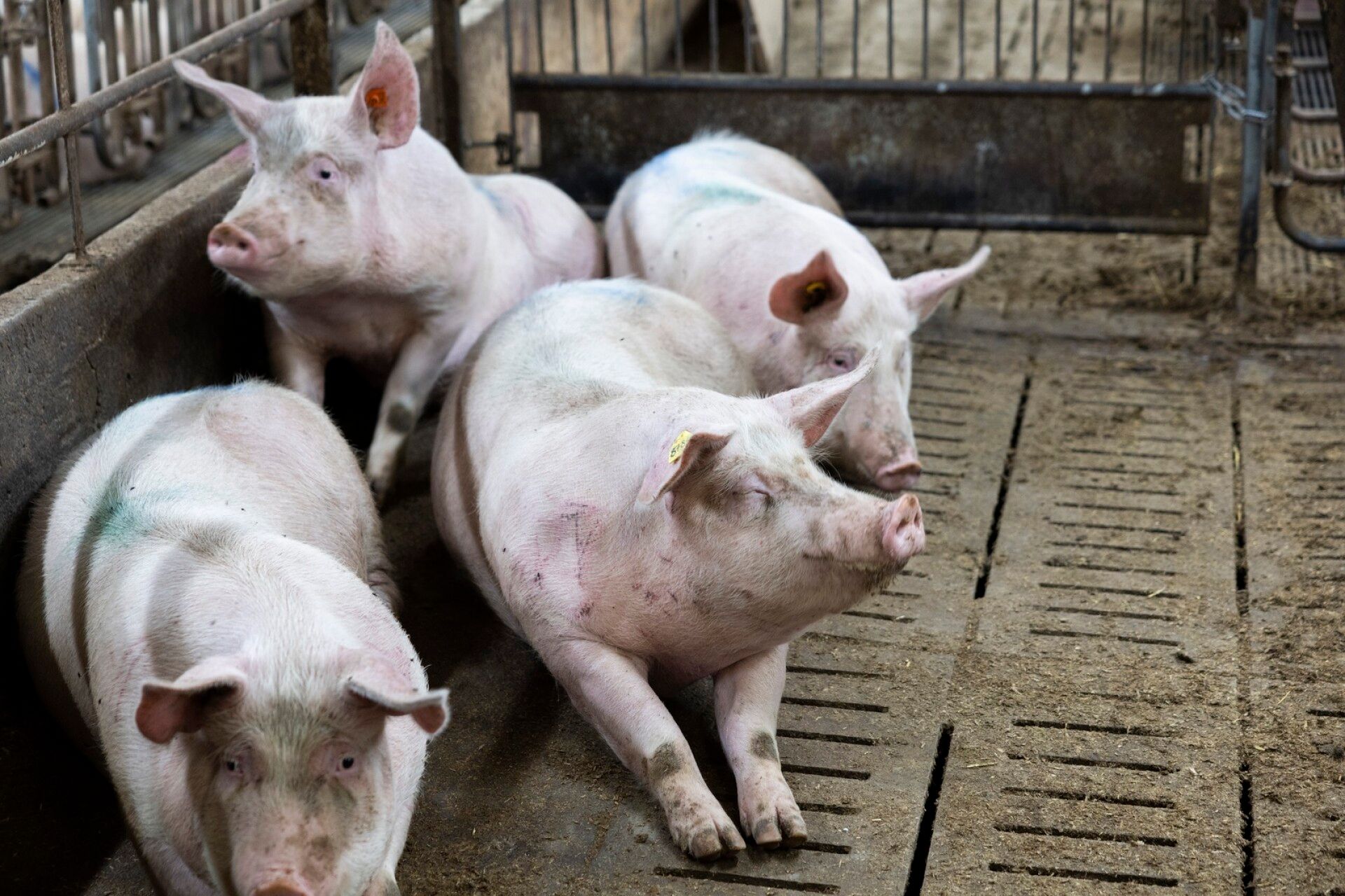 Tiineet emakot eli nuoret naarassiat elävät synnyttäen pieniä porsaita. Emakkoja ruokitaan rehulla, jossa on muun muassa vettä, kivennäisaineita, ohrasta tehtyä valkuaisrehua ja viljaa.
