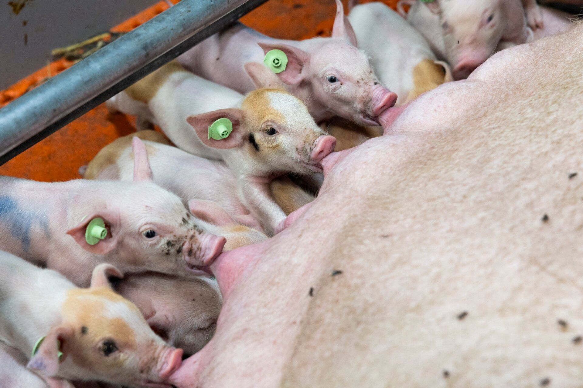Porsaat imevät emakoista maitoa noin neljä viikkoa. Porsaat vieroitetaan emakoistaan noin seitsemän kilon painoisina, noin kuukauden ikäisinä.