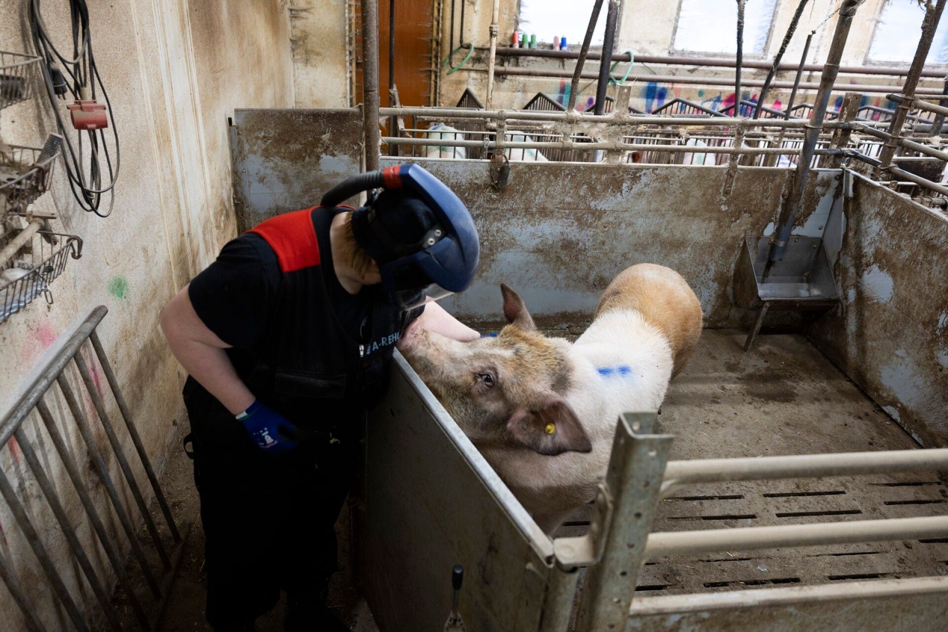 Emakkojen keskellä on karju eli urospuolinen sika. Sen tehtävä ei kuitenkaan ole hedelmöittää emakoita, vaan tilan yrittäjän mukaan ”haista mahdollisimman pahalle”. Jos emakot alkavat viettää liian paljon aikaa karjun lähellä, se voi kieliä siitä, että tiineytys ei ole onnistunut. Tällöin emakkoa voidaan yrittää hedelmöittää uudelleen.