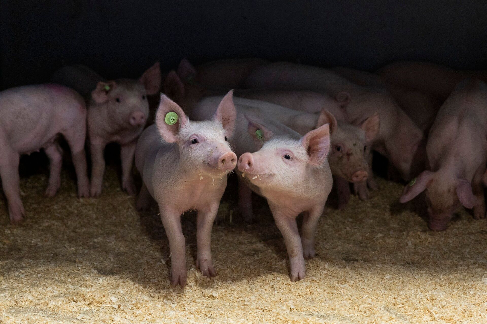 Kahdeksan viikon ikäiset porsaat on vieroitettu emakoistaan ja ne elävät nyt kohorteissa oman ikäisten porsaiden kesken. Niistä on tullut nyt lihasikoja.