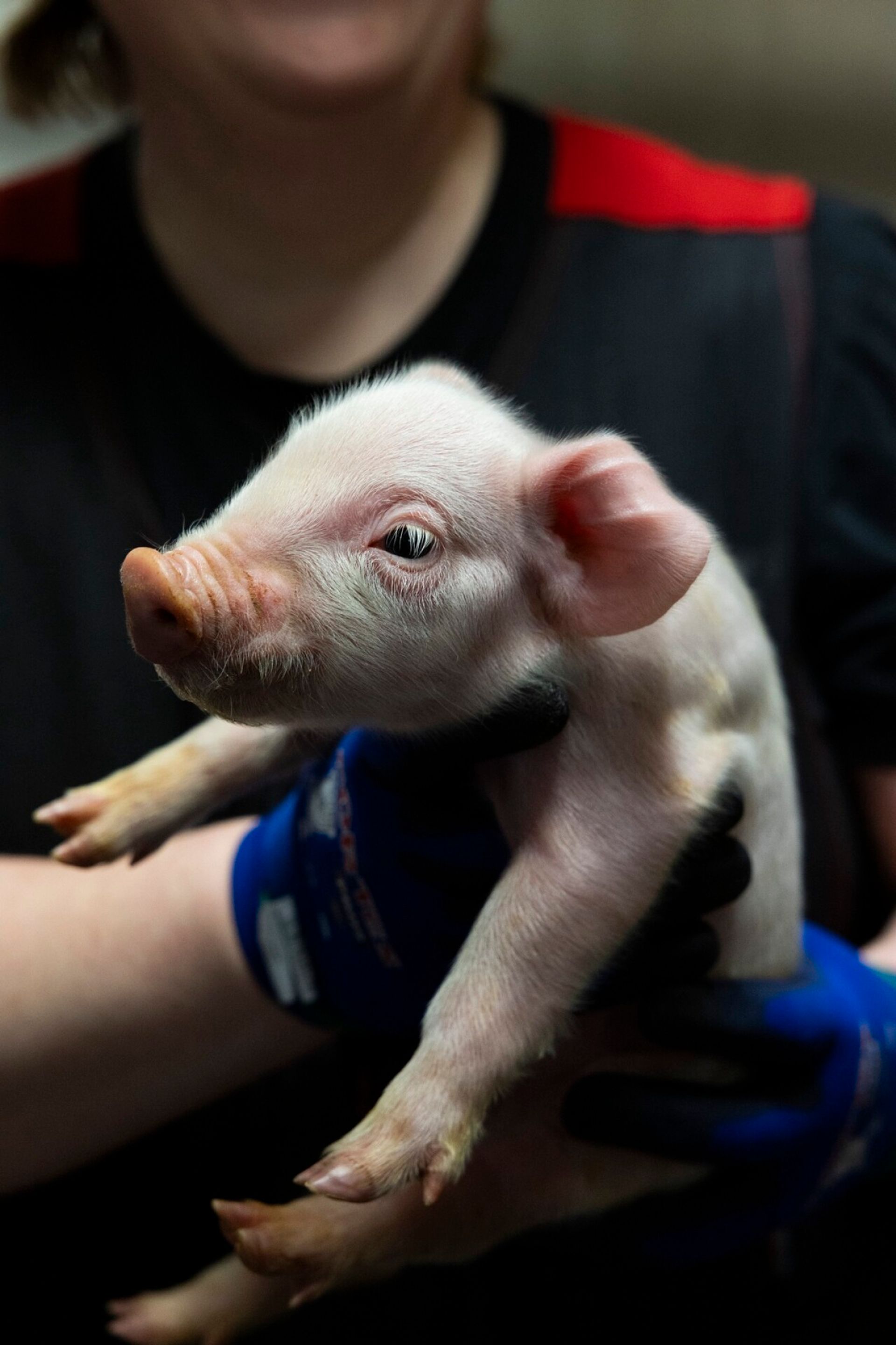 Vain muutamien päivien ikäinen porsas.