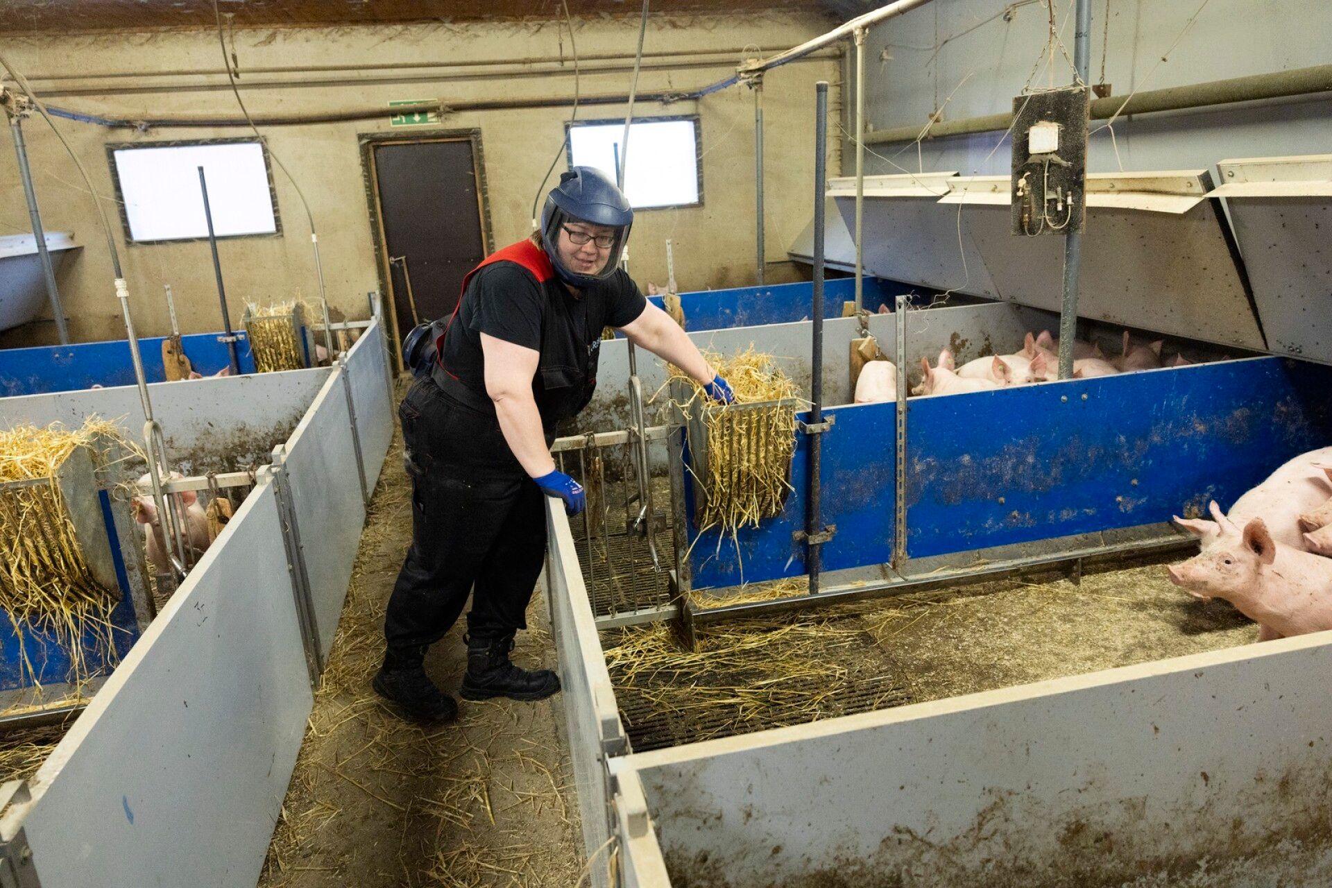 Sikalan ilma on välillä melko paksua ja pölyistäkin. Tilan yrittäjä Lotta Iso-Tuisku pitää kasvoillaan maskia, joka suodattaa ilmasta pölyä ja epäpuhtauksia. Taustalla näkyvät ikkunat, jotka ovat lain mukaan pakolliset jokaisessa sikalassa. Eläintiloille pitää päästä sisään luonnonvaloa.