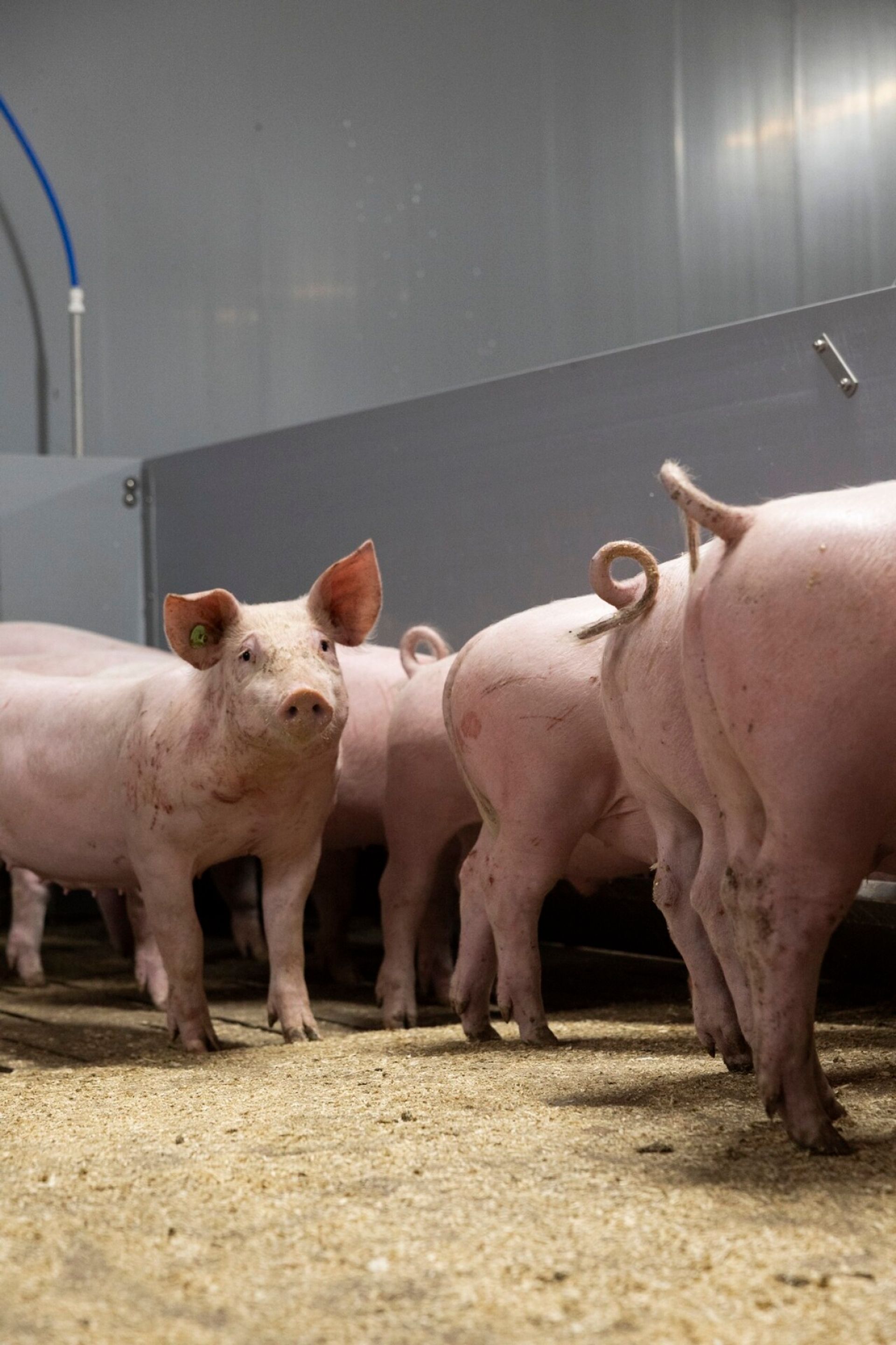 Noin viiden kuukauden aikana sioista kasvaa yli satakiloisia. Ne viettävät aikansa tonkien heinäpaaleja tai pureskellen virikkeitä, joita niille on kiinnitetty karsinaan. Jos siat tylsistyvät, ne saattavat alkaa pureskella toistensa häntiä.
