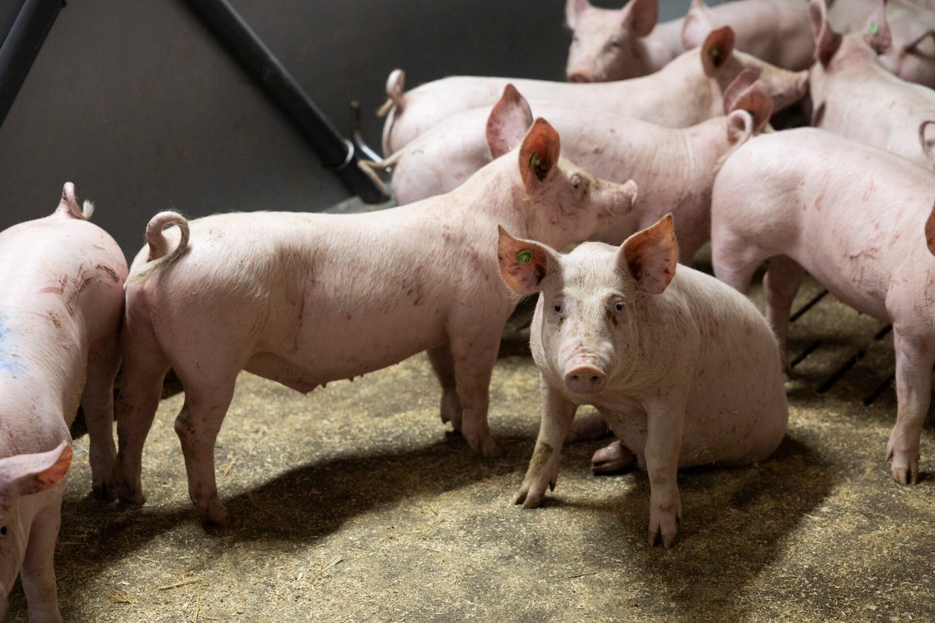 Joitain sikoja lääkitään erilaisten tulehdustilojen tai sairauksien vuoksi. Lääkityt siat merkitään sinisellä maalilla (kuvassa vasemmalla). Sikalassa vierailee noin joka toinen viikko eläinlääkäri, joka määrää tarvittaessa kipu- tai antibioottilääkityksen.