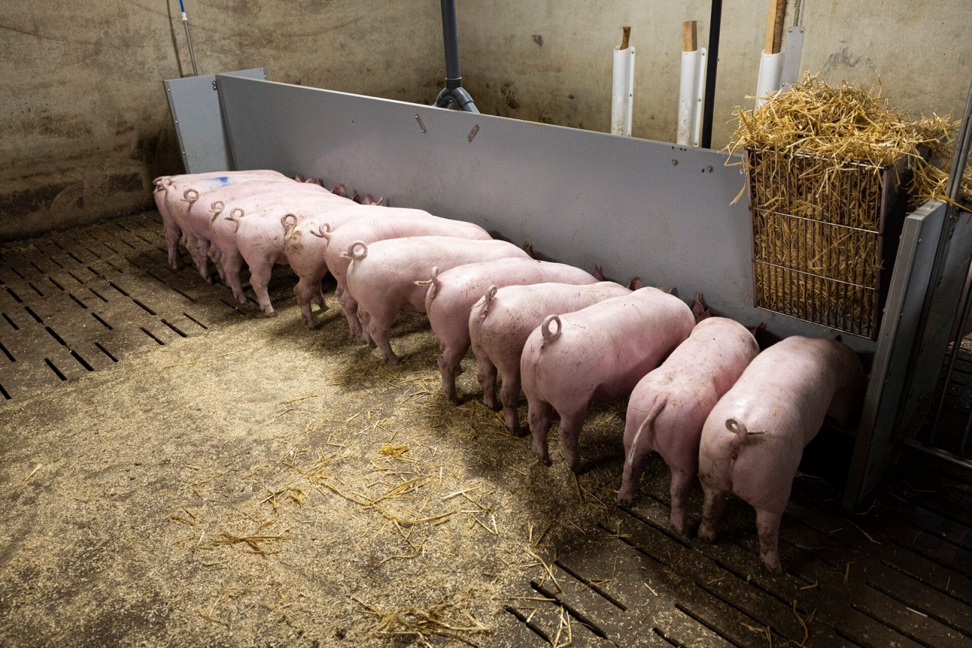 Näistä sioista tulee joulukinkkuja. Parin viikon kuluessa ne kävelytetään teurasautoon viimeiselle matkalleen.